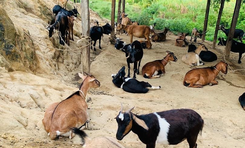 Élevage de Chèvres